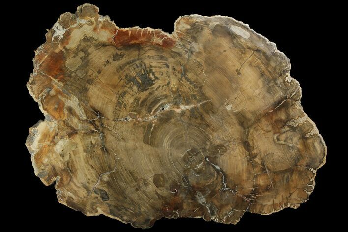 Petrified Wood (Araucaria) Round - Madagascar #170386
